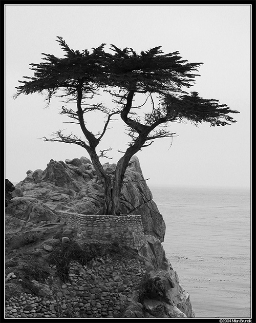 The lonely cypress tree on the 17-mile drive, Pebble Beach, California, USA